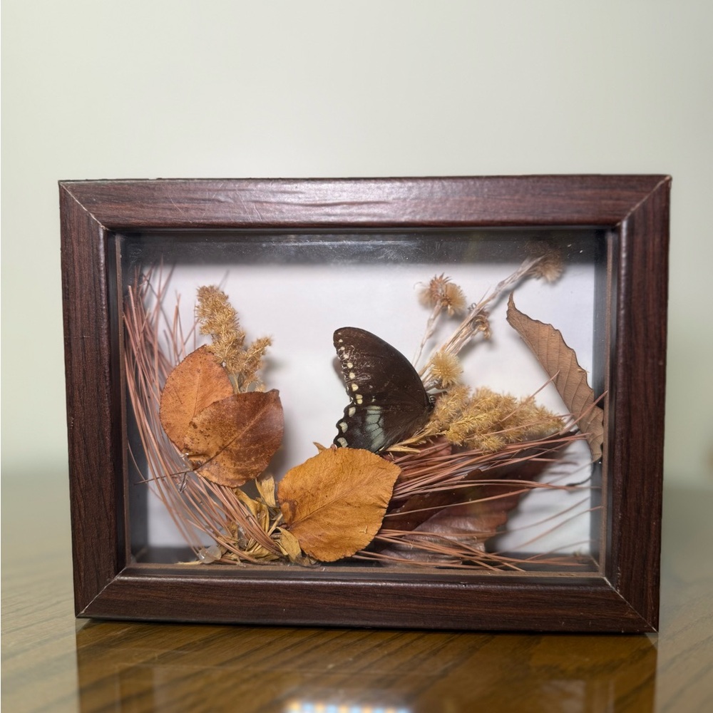 Vintage Black Swallowtail Framed Butterfly, Dried Leaves Display in wooden box